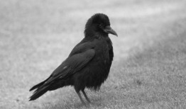 乌鸦最新爆料图片高清,高清图片揭示惊人内幕