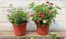 下周最新皮肤爆料视频下载,视频爆料带你领略神秘风采