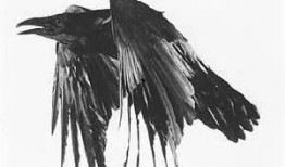 乌鸦最新爆料图片高清,高清图片揭示惊人内幕